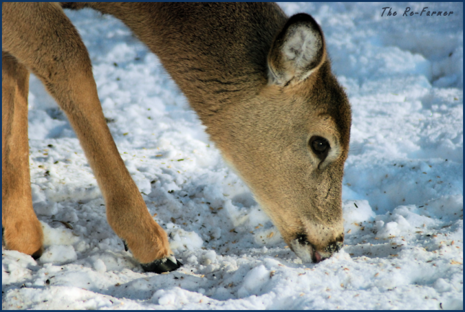 2018-01-31.whitetail.deer