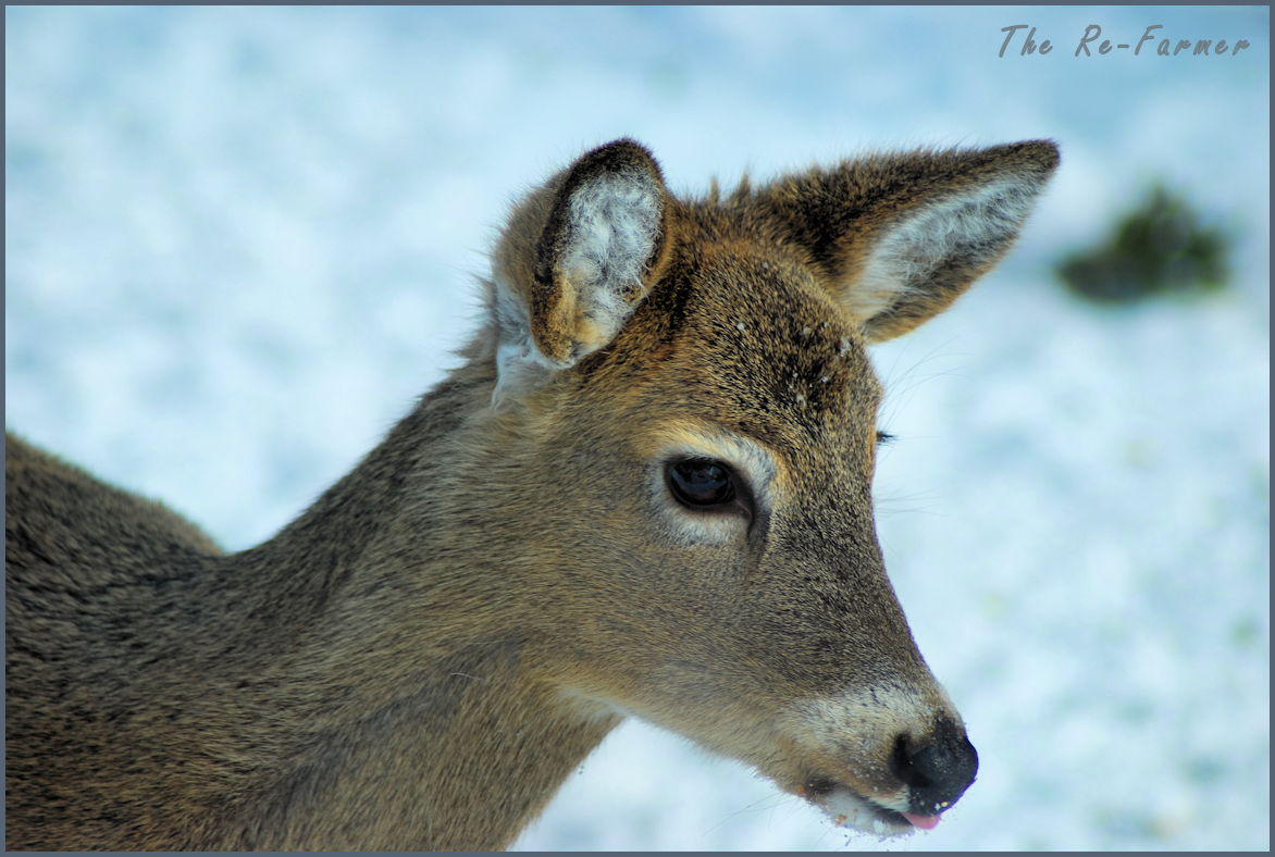 2018-02-18.cute.whitetail.deer