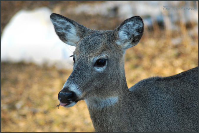 2018-03-31.deer.tongue
