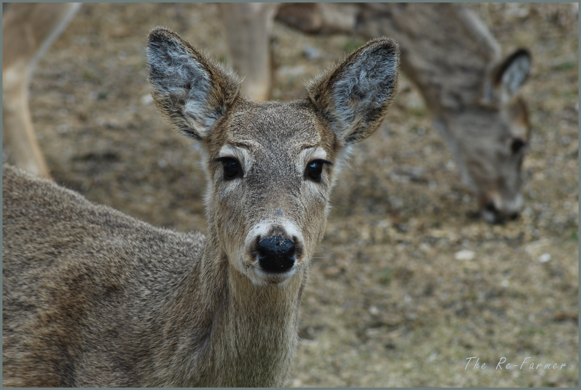 2018-04-20.deer