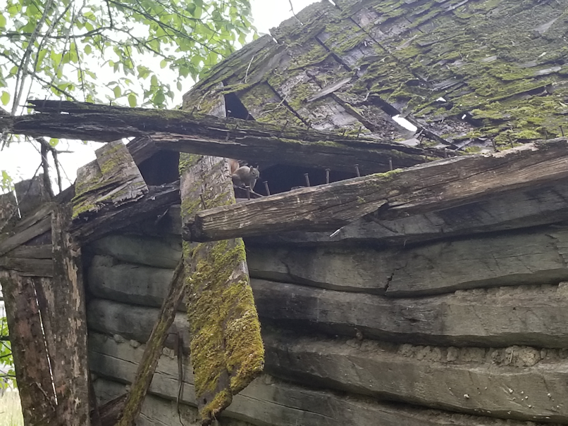 20180611.roof.squirrel