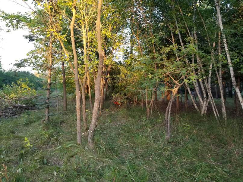 20180814.cleanup.westyardtrees.rows.after