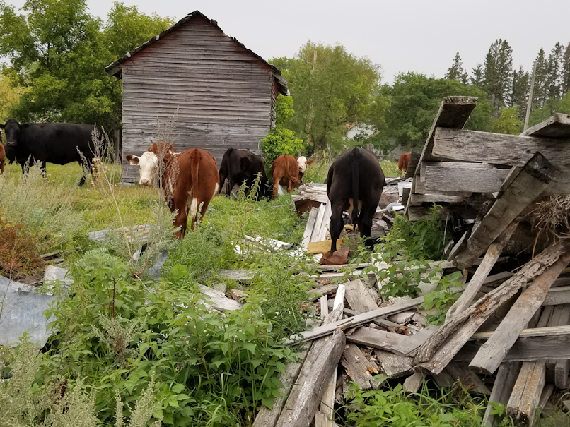 20180826.cows.in.barnyard.on.junk.pile.png