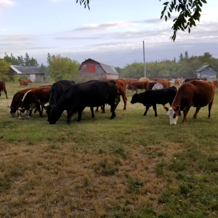 20180906.cows3