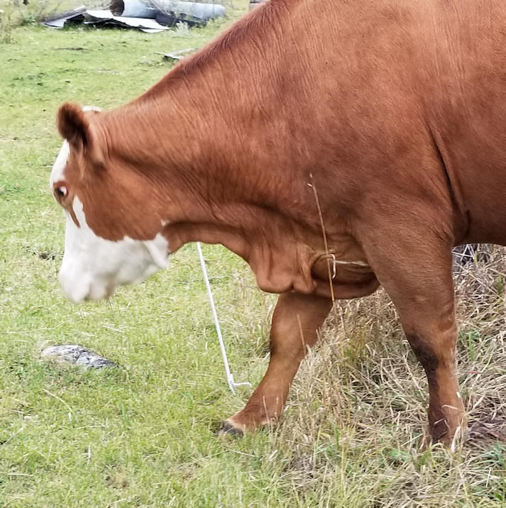 20180913.limping.cow